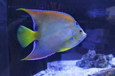 Reef Galleria Aquarium & Cafe