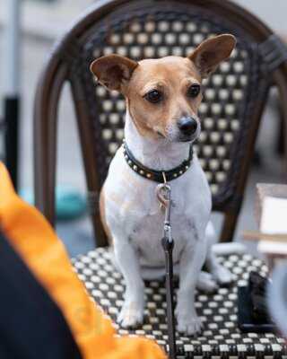 Dad And The Frog Cafe