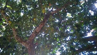 Chapéu De Palha Da Benção