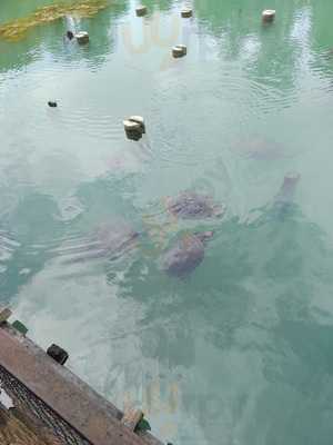 Bar E Lanchonete Toca Do Coelho