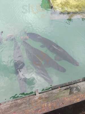 Bar E Lanchonete Toca Do Coelho