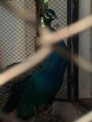 Restaurantes Dá Licença