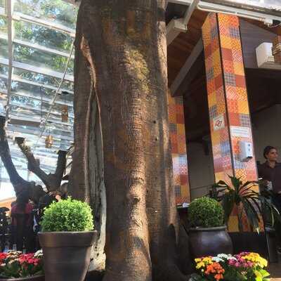 Café E Padaria Da Árvore