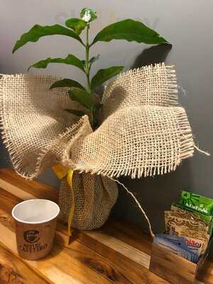 Mestre Cafeeiro - Café & Educação