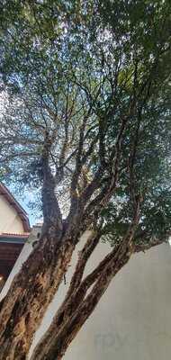 Theodora Confeitaria