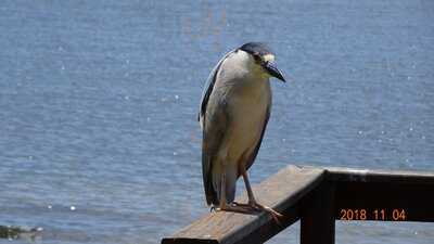 Restaurante Do Carlinhos