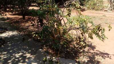 Pamonharia E Restaurante Caipira