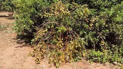 Pamonharia E Restaurante Caipira