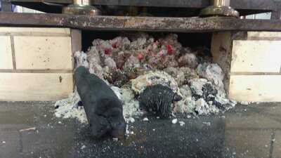 Faisão Grill Restaurante A Tipica Comida Caseira