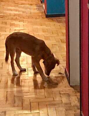 Inca Bar De Cervejas