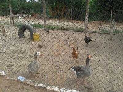 Pesqueiro Paraíso Da Pesca