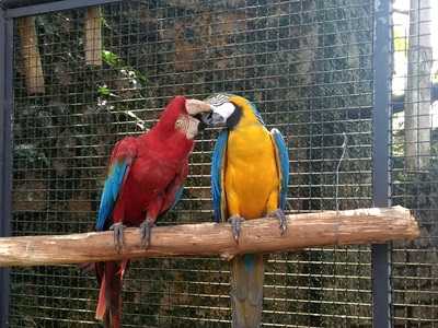 Lanchonete Flor Do Estoril