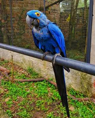 Lanchonete Flor Do Estoril