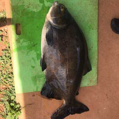 Pesqueiro Uni Pesca Esportiva