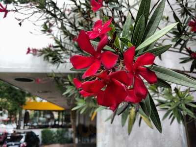 Salute Refeicoes Balanceadas