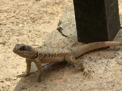 Bikinis Beach Bar Ii