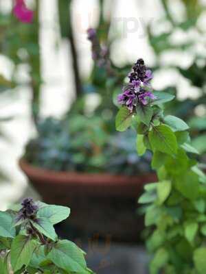 Dedo De Moça Espaço Gourmet