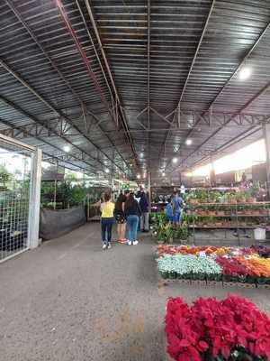 Frutas Selecionadas W. S.