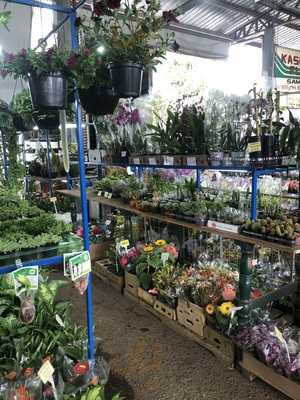 Frutas Selecionadas W. S.