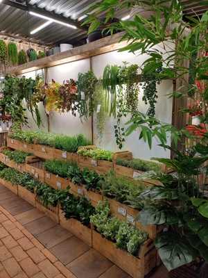 Frutas Selecionadas W. S.