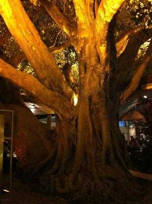 Bar E Lanches Nova Figueira