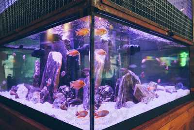 Lanchonete Santa Monica