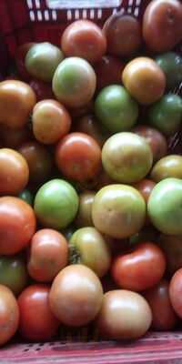 Churrascaria Mate Amargo Ltda