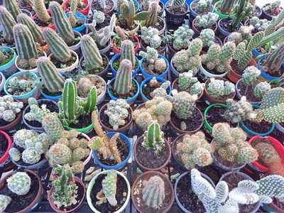 Emporio Inconfidencia