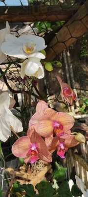 Padaria E Confeitaria Gemeos