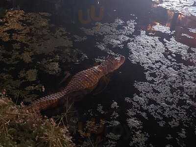 No Bosque Hamburgueria