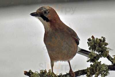 Bar E Lanchonete Hobold