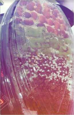 Açai Land - Açaiteria + Luderia