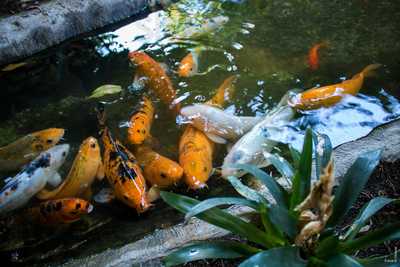 Restaurante Dona Preta