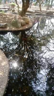 Bar E Restaurante Comissari