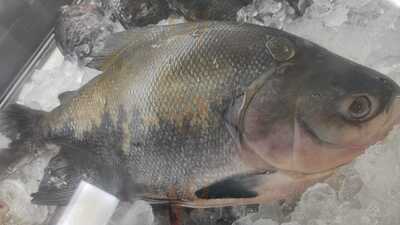 Princesinha Do Cocaia