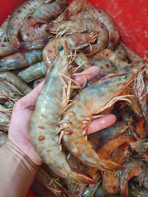 Princesinha Do Cocaia