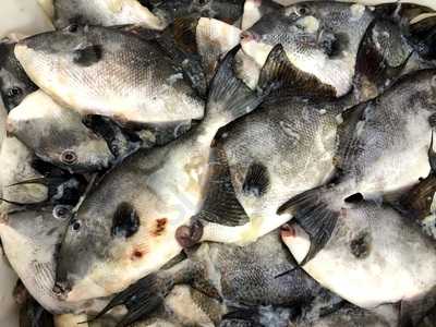 Princesinha Do Cocaia