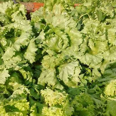 Apetito's Restaurante