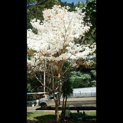 Comedoria Sesc Santana