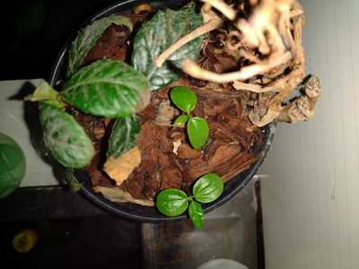 Lanchonete Laurentina