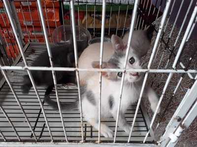 Paes E Doces Pinheiro