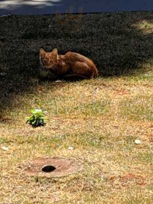 Restaurante Forno Brasil