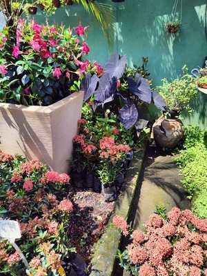 Arboretum - Floricultura Bar