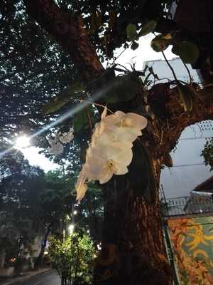 Rua Vinicius De Moraes 101 A