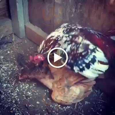 Bar E Restaurante Martins