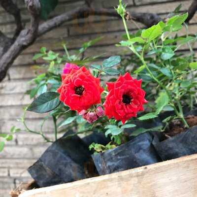 Verdejante Cafe Com Folha