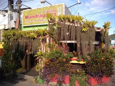 Cantina Mandrágoras