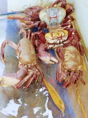 Confraria Da Atlantica