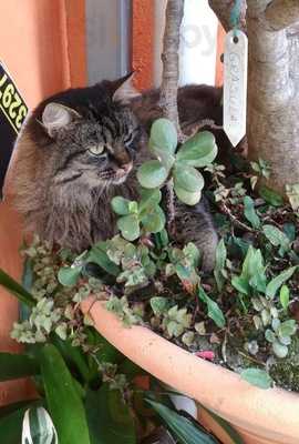 Lanchonete Beija Flor