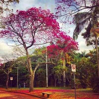 Jardim Ibirapuera